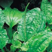 Plantago asiatice L